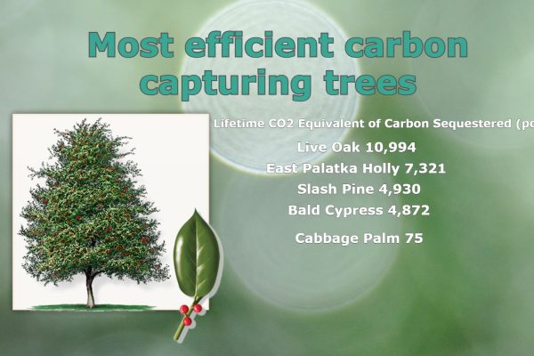 carbon capturing trees